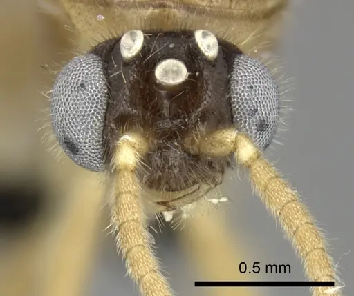 Adetomyrma cilium specimen CASENT0007089 image casent0007089_2