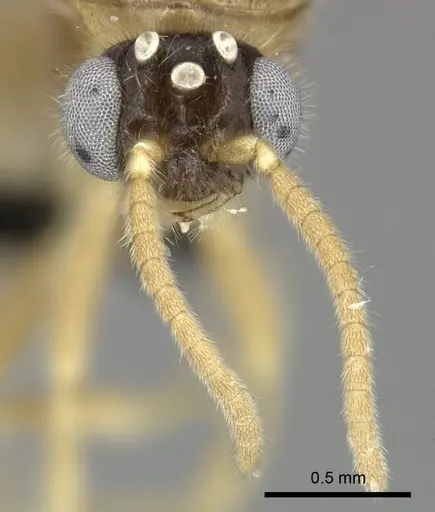 Adetomyrma cilium specimen CASENT0007089 image casent0007089_3
