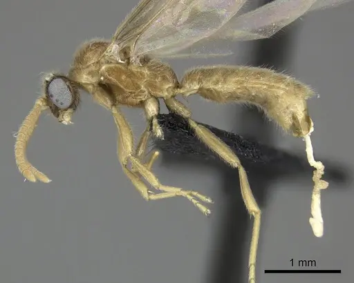 Adetomyrma cilium specimen CASENT0007089 image casent0007089_4