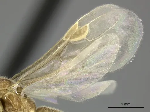 Adetomyrma cilium specimen CASENT0007089 image casent0007089_5