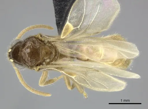 Adetomyrma cilium specimen CASENT0007096 image casent0007096_1