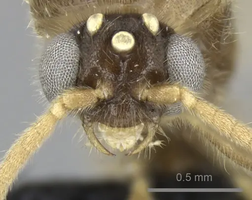 Adetomyrma cilium specimen CASENT0007096 image casent0007096_2