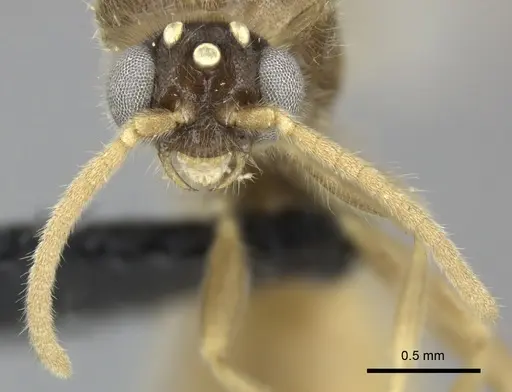 Adetomyrma cilium specimen CASENT0007096 image casent0007096_3