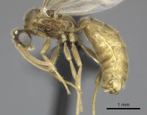 Adetomyrma cilium specimen CASENT0007096 image casent0007096_4