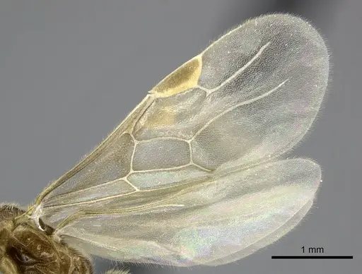 Adetomyrma cilium specimen CASENT0007096 image casent0007096_5