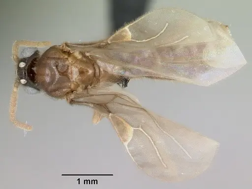 Adetomyrma cilium specimen CASENT0007808 image casent0007808_1