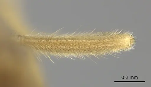 Adetomyrma cilium specimen CASENT0007808 image casent0007808_2