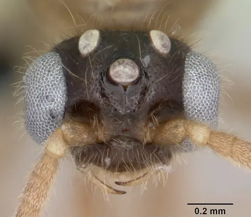 Adetomyrma cilium specimen CASENT0007808 image casent0007808_3