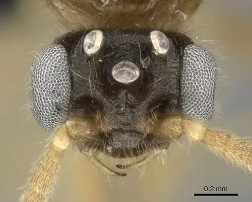 Adetomyrma cilium specimen CASENT0007808 image casent0007808_4