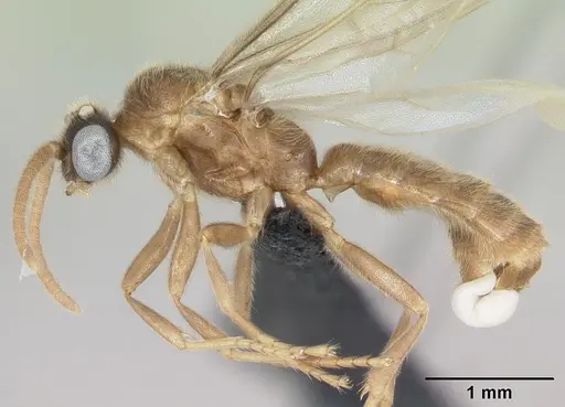 Adetomyrma cilium specimen CASENT0007808 image casent0007808_5