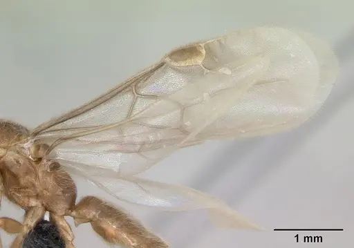 Adetomyrma cilium specimen CASENT0007808 image casent0007808_6
