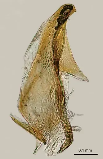 Adetomyrma cilium specimen CASENT0218014 image casent0218014_1