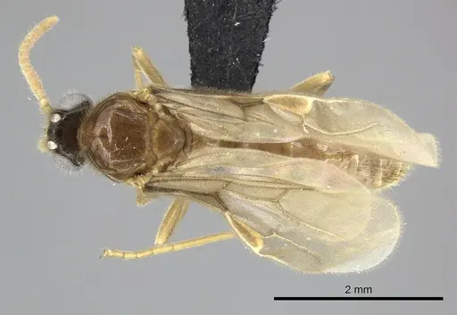 Adetomyrma cilium specimen CASENT0227987 image casent0227987_1