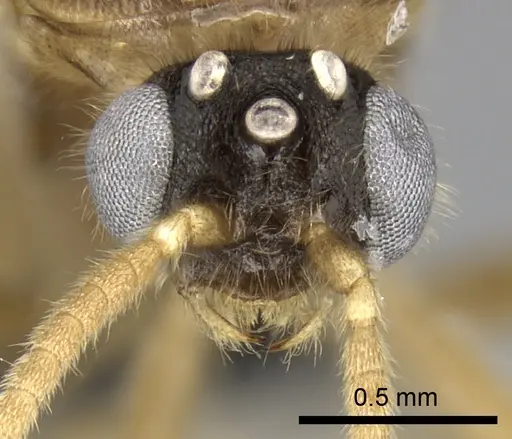 Adetomyrma cilium specimen CASENT0227987 image casent0227987_2