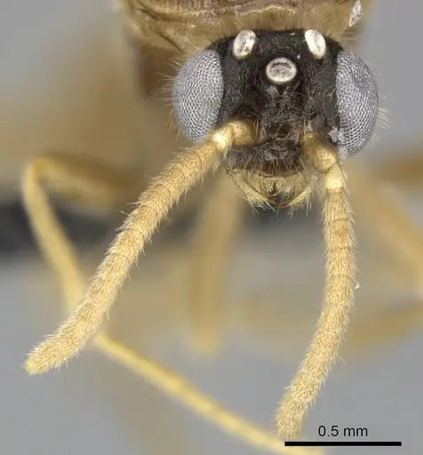 Adetomyrma cilium specimen CASENT0227987 image casent0227987_3