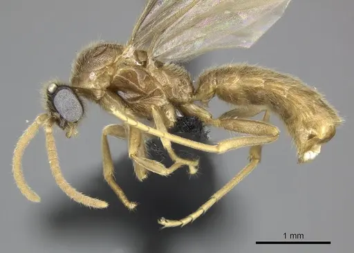 Adetomyrma cilium specimen CASENT0227987 image casent0227987_4