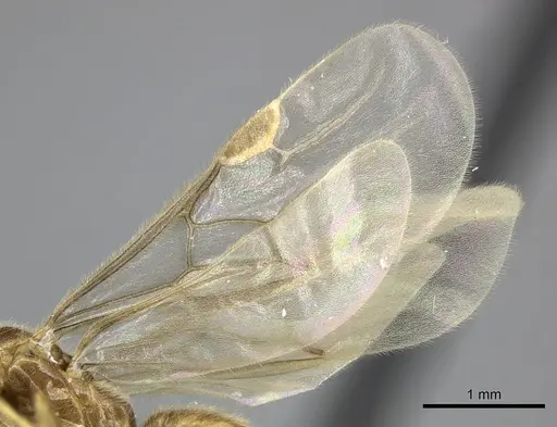 Adetomyrma cilium specimen CASENT0227987 image casent0227987_5