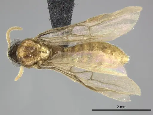 Adetomyrma clarivida specimen CASENT0063789 image casent0063789_1