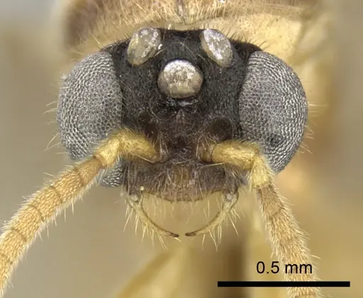 Adetomyrma clarivida specimen CASENT0063789 image casent0063789_2