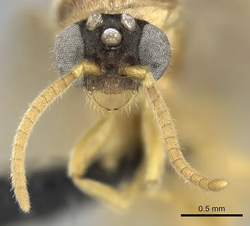 Adetomyrma clarivida specimen CASENT0063789 image casent0063789_3