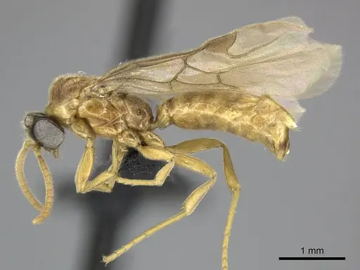 Adetomyrma clarivida specimen CASENT0063789 image casent0063789_4