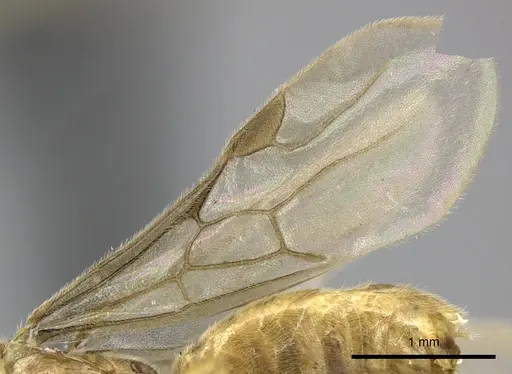 Adetomyrma clarivida specimen CASENT0063789 image casent0063789_5