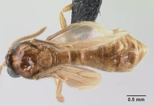 Adetomyrma clarivida specimen CASENT0064259 image casent0064259_1