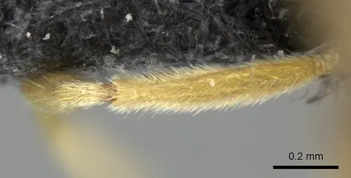 Adetomyrma clarivida specimen CASENT0064259 image casent0064259_2