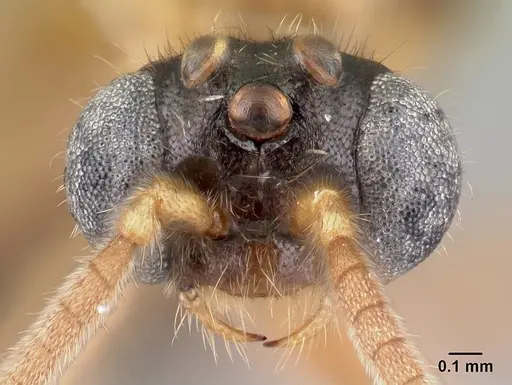 Adetomyrma clarivida specimen CASENT0064259 image casent0064259_3