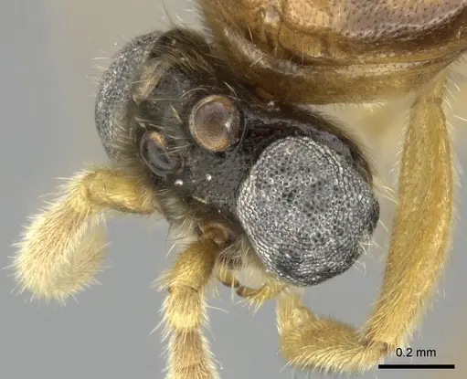 Adetomyrma clarivida specimen CASENT0064259 image casent0064259_4