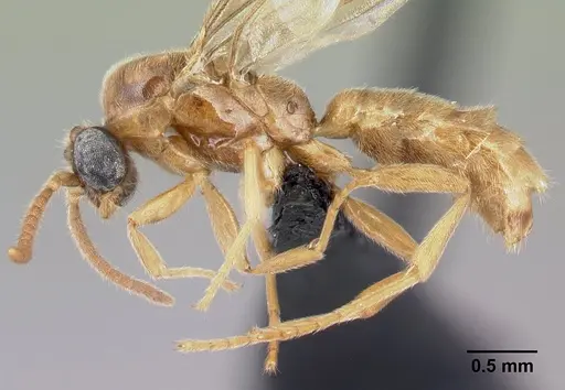 Adetomyrma clarivida specimen CASENT0064259 image casent0064259_5