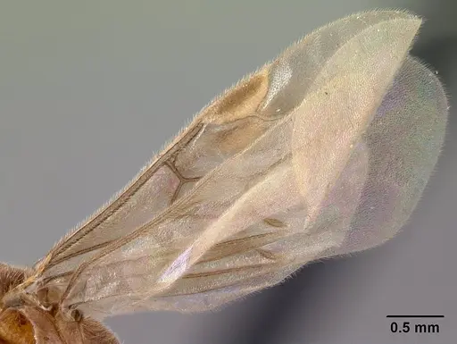 Adetomyrma clarivida specimen CASENT0064259 image casent0064259_6