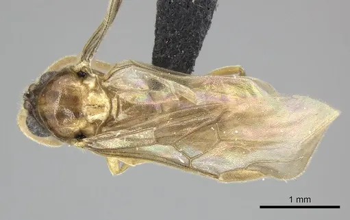 Adetomyrma clarivida specimen CASENT0064384 image casent0064384_1