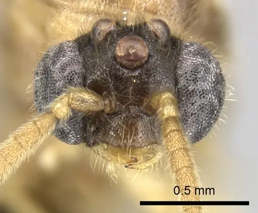 Adetomyrma clarivida specimen CASENT0064384 image casent0064384_2