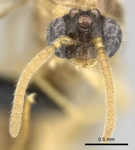 Adetomyrma clarivida specimen CASENT0064384 image casent0064384_3