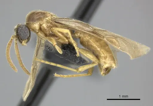 Adetomyrma clarivida specimen CASENT0064384 image casent0064384_4