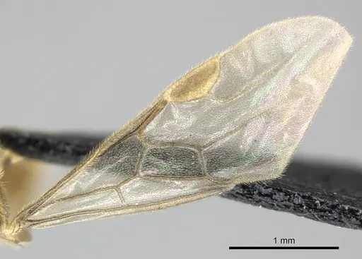 Adetomyrma clarivida specimen CASENT0064384 image casent0064384_5