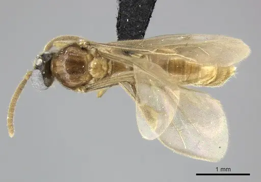 Adetomyrma clarivida specimen CASENT0109019 image casent0109019_1