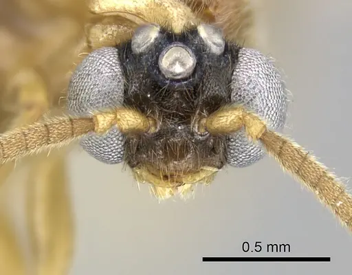 Adetomyrma clarivida specimen CASENT0109019 image casent0109019_2