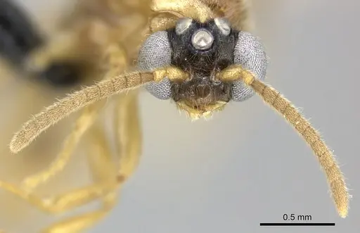 Adetomyrma clarivida specimen CASENT0109019 image casent0109019_3