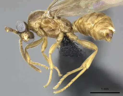 Adetomyrma clarivida specimen CASENT0109019 image casent0109019_4