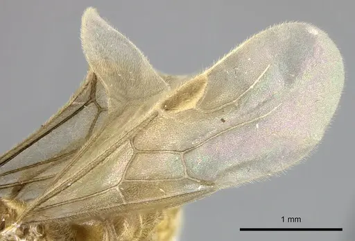 Adetomyrma clarivida specimen CASENT0109019 image casent0109019_5