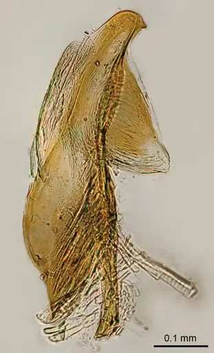 Adetomyrma clarivida specimen CASENT0111802 image casent0111802_1