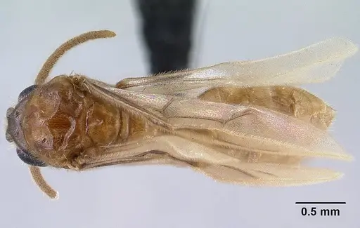Adetomyrma clarivida specimen CASENT0144569 image casent0144569_1