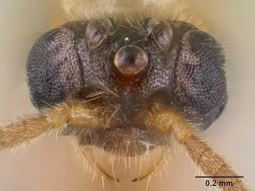 Adetomyrma clarivida specimen CASENT0144569 image casent0144569_2