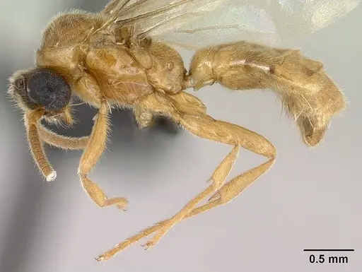 Adetomyrma clarivida specimen CASENT0144569 image casent0144569_3