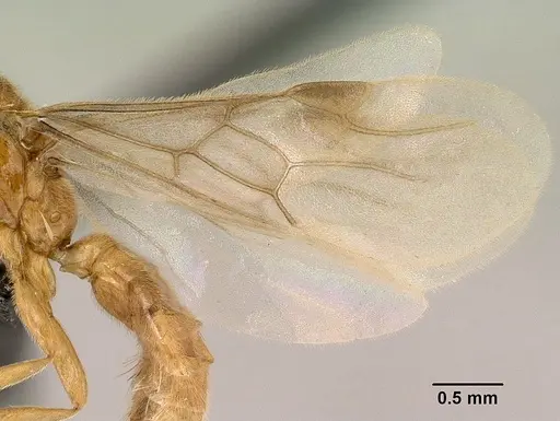 Adetomyrma clarivida specimen CASENT0144569 image casent0144569_4