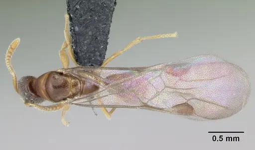 Adetomyrma goblin specimen CASENT0007401 image casent0007401_1