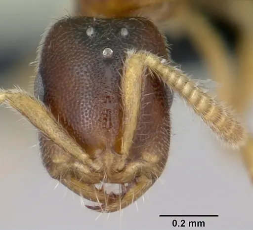 Adetomyrma goblin specimen CASENT0007401 image casent0007401_2