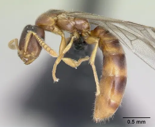 Adetomyrma goblin specimen CASENT0007401 image casent0007401_3